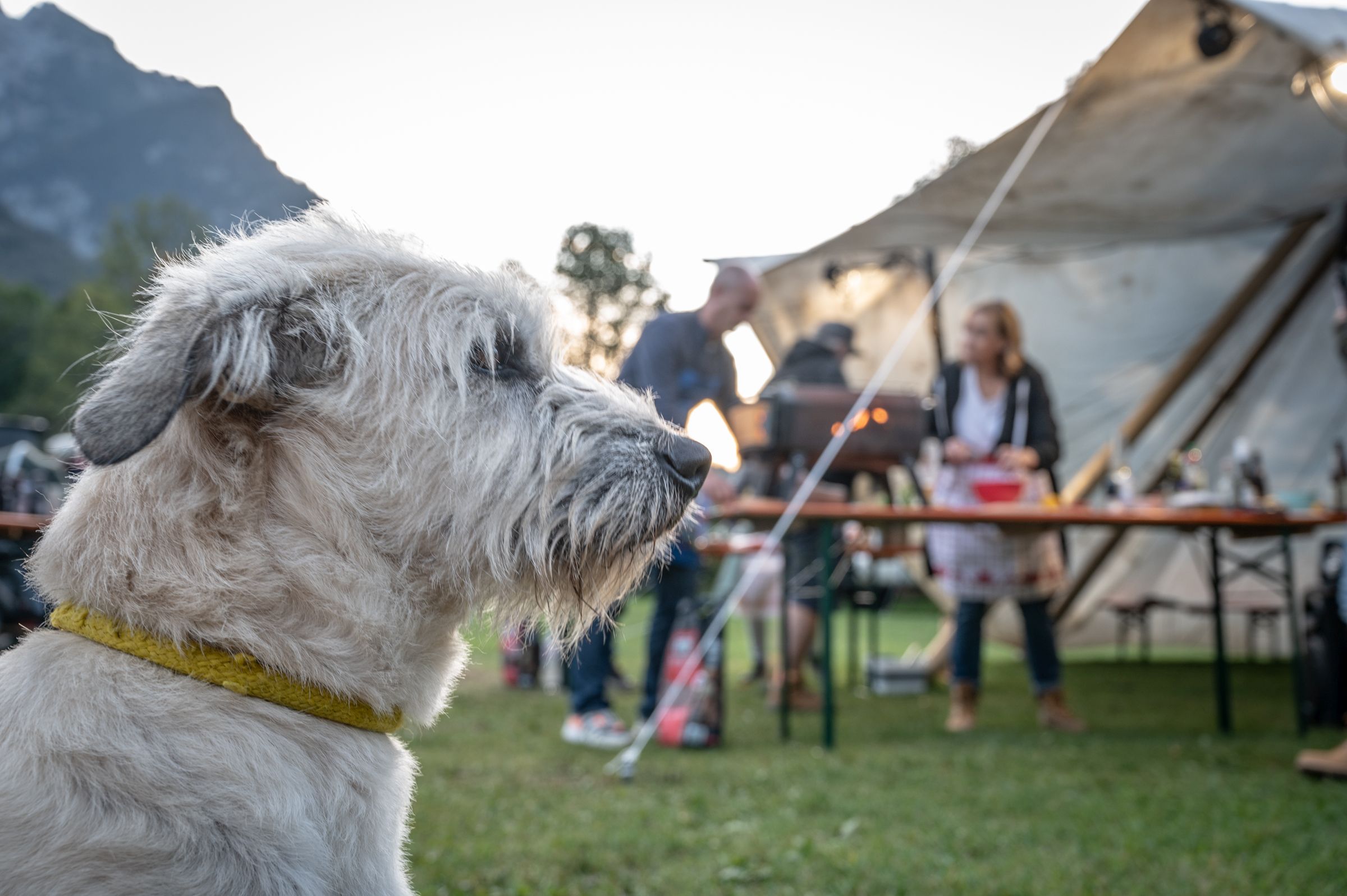 Dog friendly camping discount